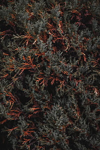 top view photo of gray and brown leaf plant thumbnail