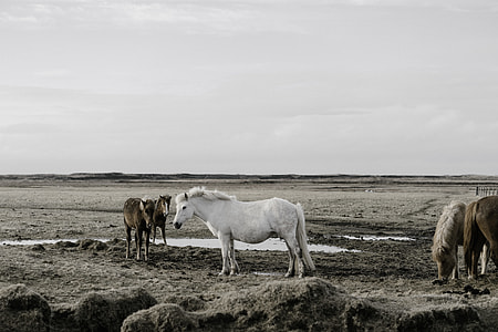 three brown and white horses thumbnail