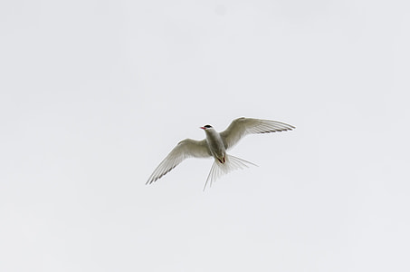 white bird flying under white clouds thumbnail