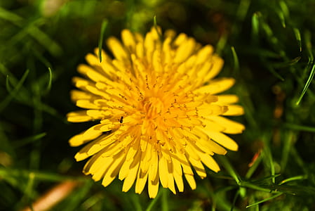 macro photography of yellow petaled flower thumbnail