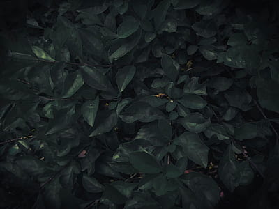green leafed plant thumbnail