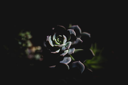 green succulent thumbnail