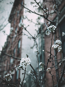 selective focus photography of full-bloomed cherry blossom tree thumbnail