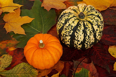 two pumpkins thumbnail