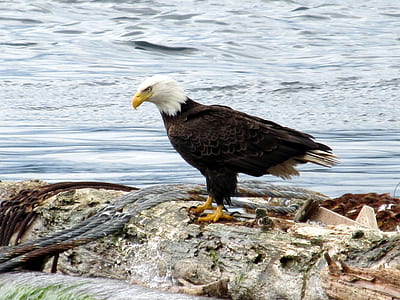 black and white eagle standing on trunk thumbnail