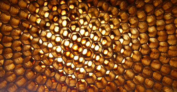 macro photography of honey comb thumbnail