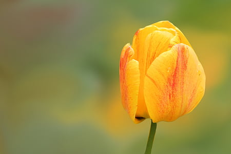 selective focus photography of yellow and red tulip flower thumbnail