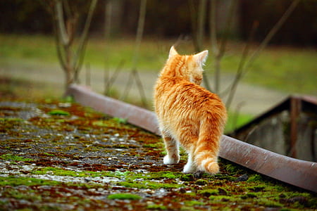 selective focus photography of kitten thumbnail