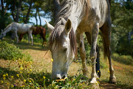 brown and two white horses thumbnail