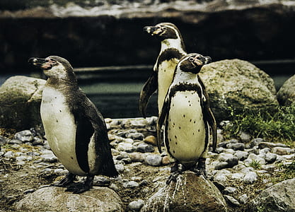 three whiteand-black penguins thumbnail