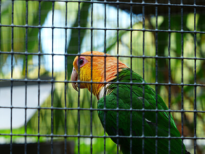 Stainless Cap Parrot thumbnail