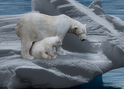 white polar bear with cub on iceburg thumbnail