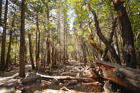 forest at daytime thumbnail