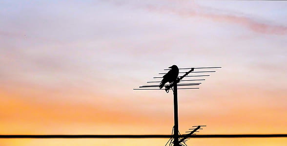 Crow on Antenna during Sunset thumbnail