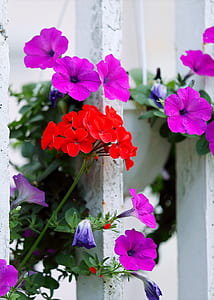 Red And Purple Petaled Flowers thumbnail