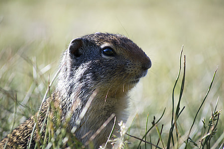 rodent on green grass in selective focus photography thumbnail
