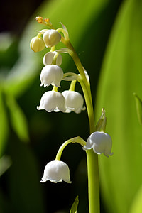 selective focus photo of white lily of the valley flowers thumbnail