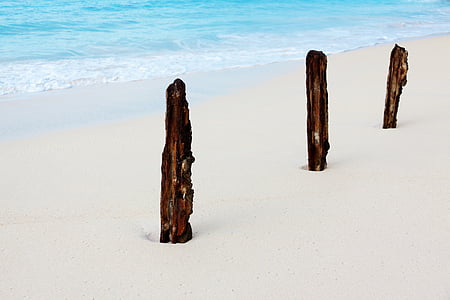 three brown woods on seashore thumbnail