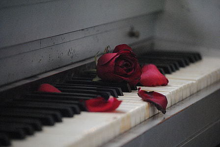 shallow focus photography of red rose on white and black piano thumbnail