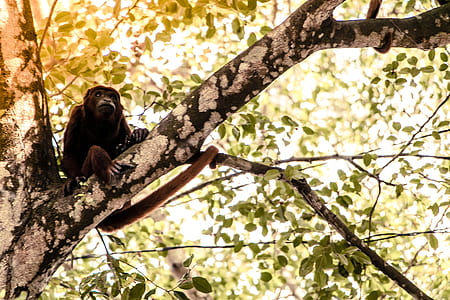 brown primate on tree thumbnail