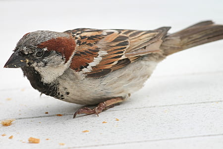 close-up photography of Eurasian tree sparrow thumbnail
