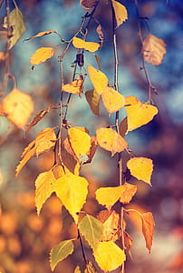 selective focus photography of leaves thumbnail