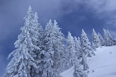 pine trees covered with snow thumbnail