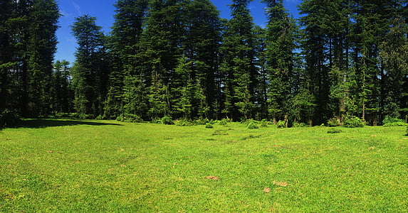 green grass field with trees during daytime thumbnail