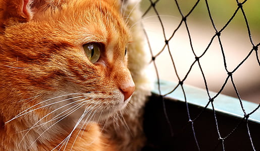 brown cat looking through window thumbnail