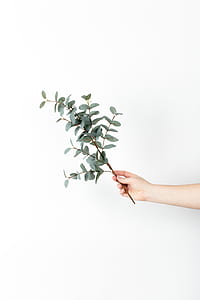 person holding green leafy plant thumbnail