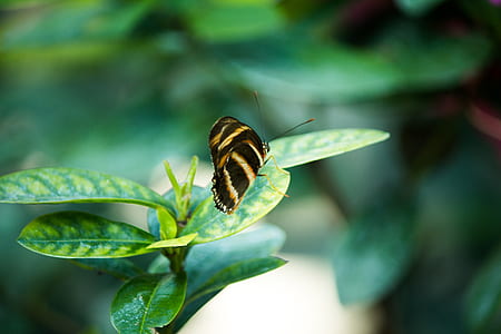 nature, garden, blur, leaves thumbnail