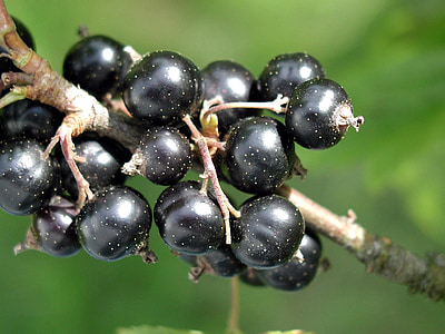 close-up photography of black fruit thumbnail