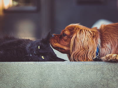 black cat and brown dog thumbnail