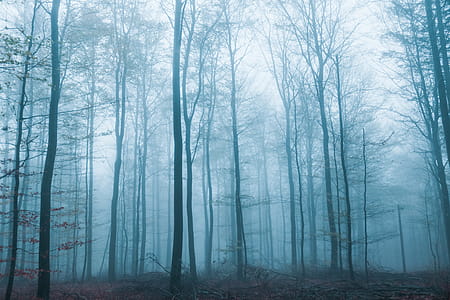 A cold misty forest thumbnail
