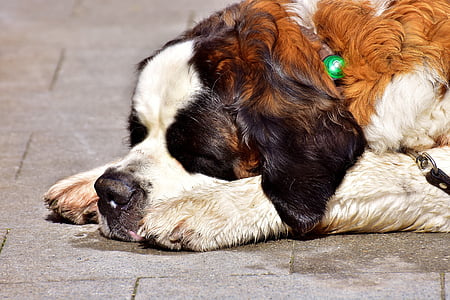 close-up photography of adult tan and white Saint Bernard prone lying on concrete pavement at daytime thumbnail