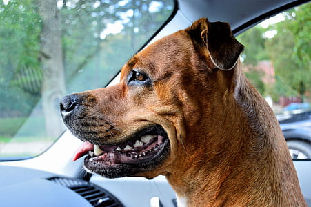 dog inside car thumbnail