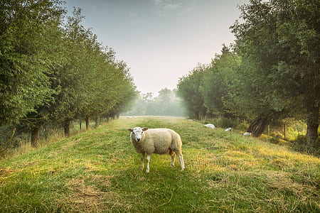 white sheep on grass thumbnail