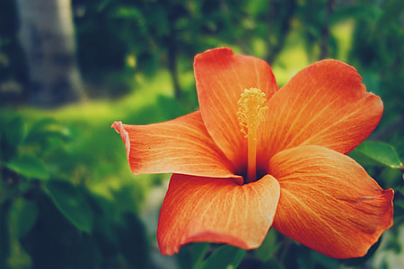 orange Hibiscus flower closeup photography thumbnail