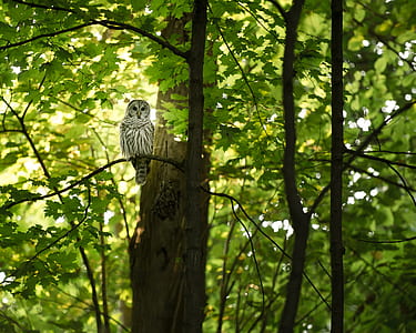 owl on tree branch with green leaves thumbnail