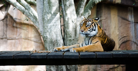 tiger lying on black wooden dock thumbnail