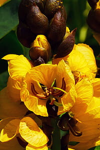 Popcorn Cassia didymobotrya plant is a fast growing, drought tolerant, tropical plant. Popcorn plant is native to central and eastern Africa and is classified in the pea family of plants. thumbnail