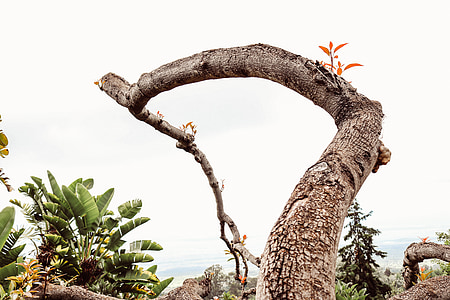 photograph of brown tree trunk during daytime thumbnail