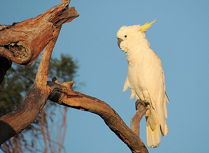 perched white parrot thumbnail