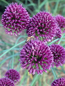 Purple allium flowers in bloom visited by a bee. thumbnail
