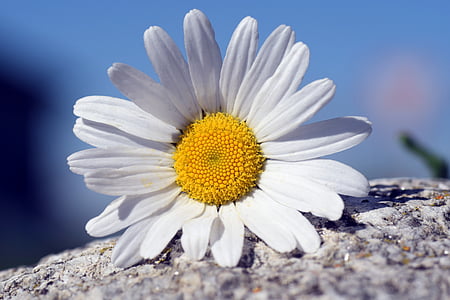 selective focus photography of white daisy on top of stone thumbnail