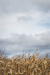 Corn Field Under Dark Sky thumbnail