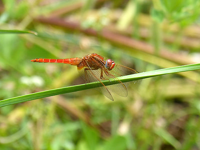 Dragonfly, Erythraea Crocothemis thumbnail