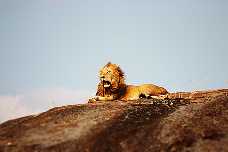 adult lion lying on brown hill during daytime thumbnail
