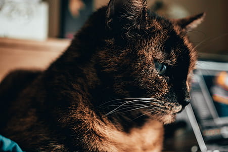 Shallow Focus of Brown Cat thumbnail