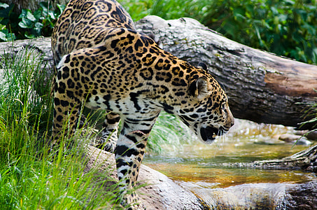brown and black leopard beside river thumbnail